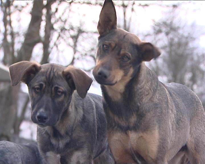 На отлов бездомных собак в Калининградской области выделят в два раза больше средств