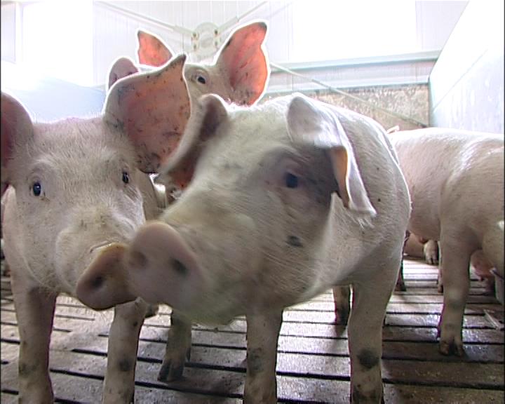 В Гурьевском районе появится современная свиноферма