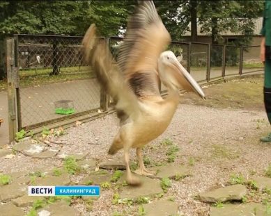В калининградском зоопарке появился еще один розовый пеликан