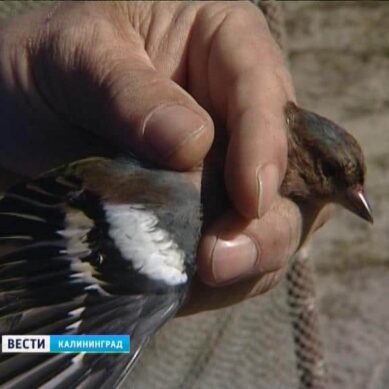 Областные орнитологи присоединились к Международным дням наблюдения птиц