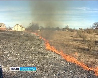 В Калининградской области горят поля. Начались поджоги прошлогодней травы