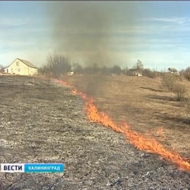 В Калининградской области горят поля. Начались поджоги прошлогодней травы
