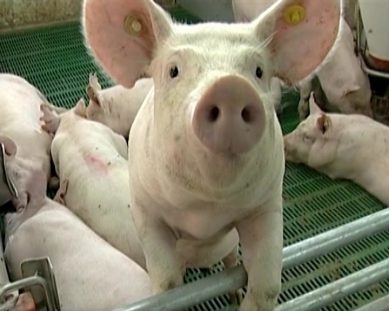 На территории Польши выявлена новая вспышка африканской чумы свиней