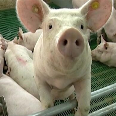 Тамбовский свиной окорок не попадет в Калининградскую область