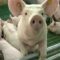 На территории Польши выявлена новая вспышка африканской чумы свиней