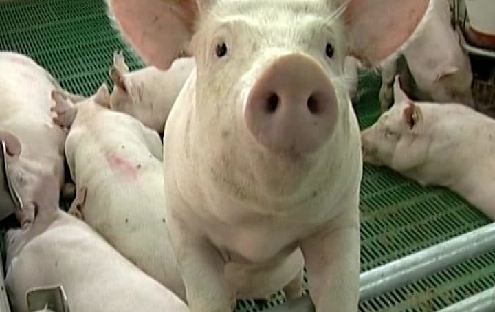 Тамбовский свиной окорок не попадет в Калининградскую область