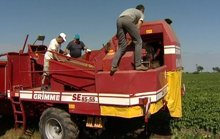 Калининградские аграрии приступили к массовой уборке овощей
