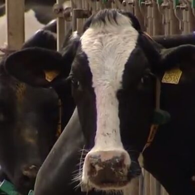 В Багратионовском районе намерены развивать молочное скотоводство