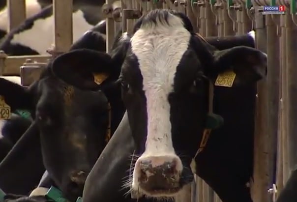В Багратионовском районе намерены развивать молочное скотоводство