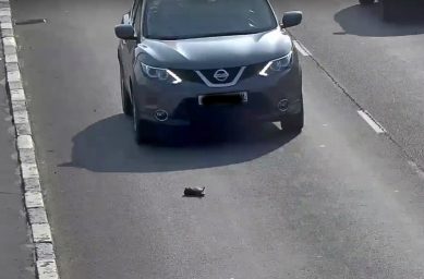 В Калининграде котенок, выпавший из машины, чудом остался жив на оживленной дороге (видео)