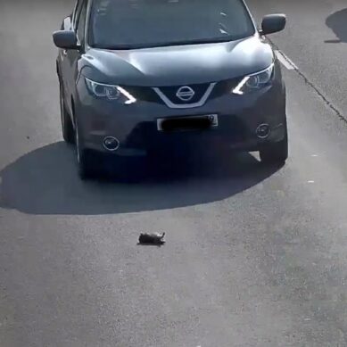 В Калининграде котенок, выпавший из машины, чудом остался жив на оживленной дороге (видео)