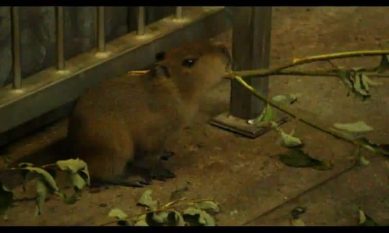 В Калининградском зоопарке родились две капибары (видео)