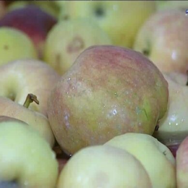 Несколько калининградских яблок обошлись двум полякам в 1100 злотых