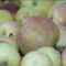 На прилавках Калининградской области появятся 60 тонн местных яблок