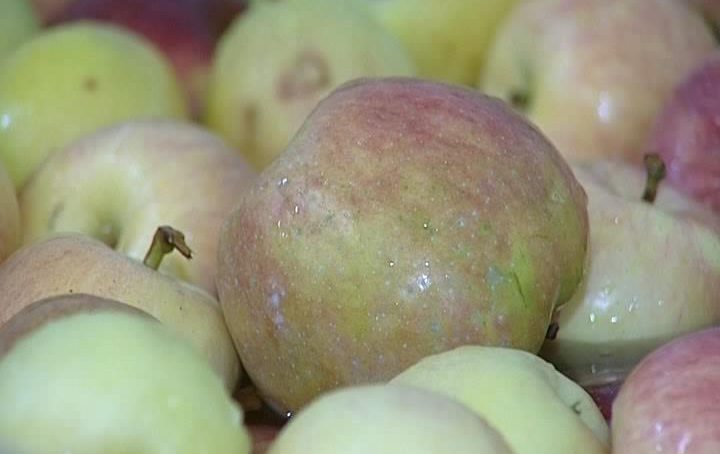 В Польше говорят о возобновлении экспорта яблок в Россию