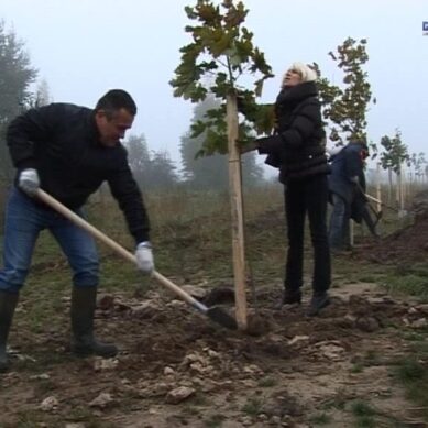 В Калининградской области посадили более 160 тысяч молодых деревьев