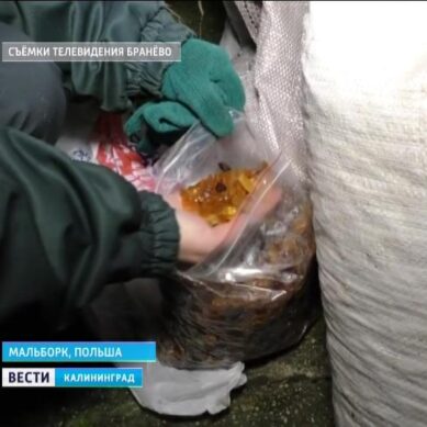 Калининградцам, пытавшимся нелегально провезти в Польшу 300 кг янтаря, грозит 5 лет тюрьмы
