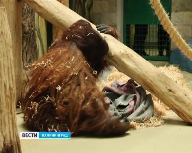 105-килограммовый орангутан из Дании успешно добрался до Калининграда