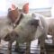 Россельхознадзор пресек попытку ввоза живых свиней из Литвы
