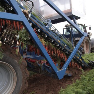 На самом западе России начали промышленно выращивать морковь