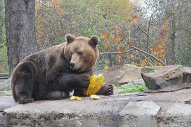 Калининградский зоопарк предлагает льготный вход в обмен на тыкву