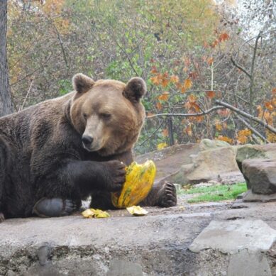 Калининградский зоопарк предлагает льготный вход в обмен на тыкву