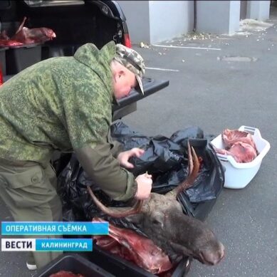 В Калининграде полицейские задержали внедорожник, набитый тушами диких животных