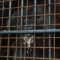 Датский орангутан Бенджамин прибудет в Калининградский зоопарк до конца дня (видео)