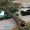 Калининградец лишился автомобиля из-за упавшего дерева