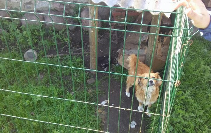 Под Черняховском злоумышленник разобрал дорожное ограждение, чтобы сделать вольер для собаки