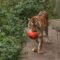 В Калининградском зоопарке тигр напал на человека