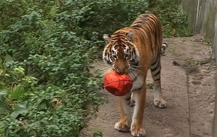 В Калининградском зоопарке тигр напал на человека