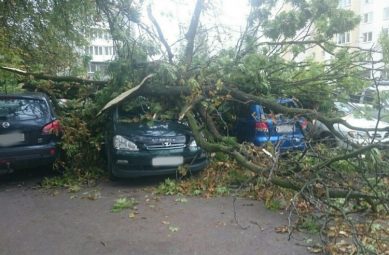 Калининградец отсудил у администрации более 110 000 рублей за упавшее на машину дерево