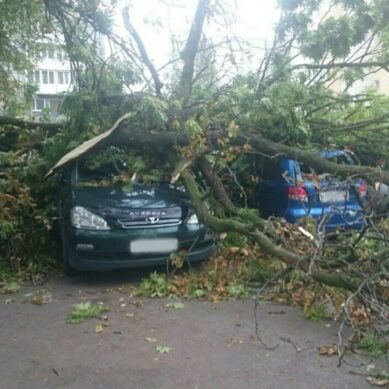 В Калининграде ветром повалено 14 деревьев