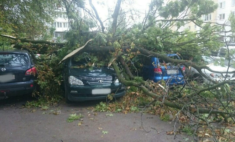 На ул.Киевской в Калининграде ветер повалил дерево на автомобильную парковку