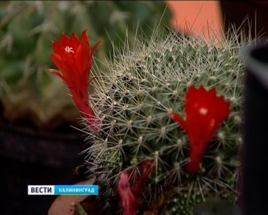 Калининградский Ботанический сад впервые за 20 лет показал свою коллекцию кактусов