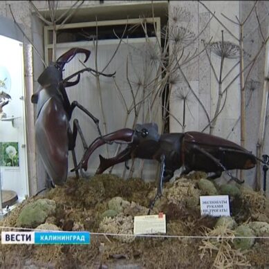 На новой выставке в Историко-художественном музее покажут гигантских насекомых