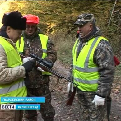 В Калининградской области открыта охота на копытных