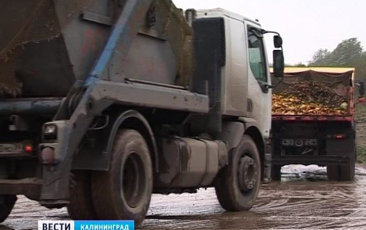 В Калининграде планируют перерабатывать «мусорный» биогаз в электричество