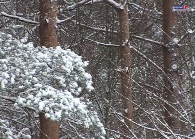 Погода в Калининграде: ожидается усиление ветра и снег