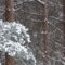 В ста километрах от Калининградской области выпал снег