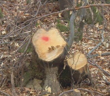 Под Славском в природном заказнике нелегально спилили почти 240 деревьев