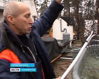 Калининградские рыбоводы закладывают в инкубаторы икринки сига