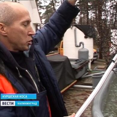 Калининградские рыбоводы закладывают в инкубаторы икринки сига