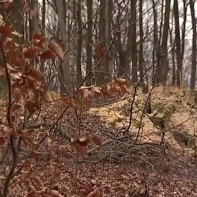 Алиханов:  весь Виштынецкий лес в аренде у латышской компании, и они осуществляют его вырубку