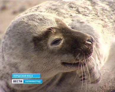 Ко Дню защиты морских млекопитающих побережье Куршской косы очистили от мусора