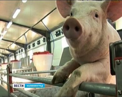 «Правдинское свинопроизводство» продолжит строительство комплекса в Ермаково на 200 рабочих мест