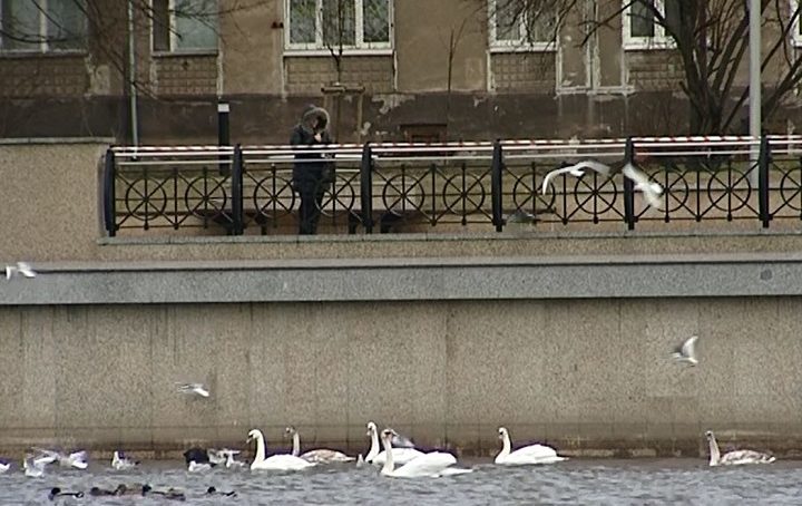 Россельхознадзор подтвердил гибель лебедей от птичьего гриппа