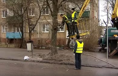 Обрезка деревьев обойдется Калининграду почти в 8 миллионов рублей