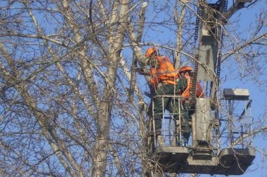 В Калининграде началась весенняя обрезка деревьев